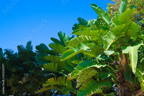 Banana Tree Leaves