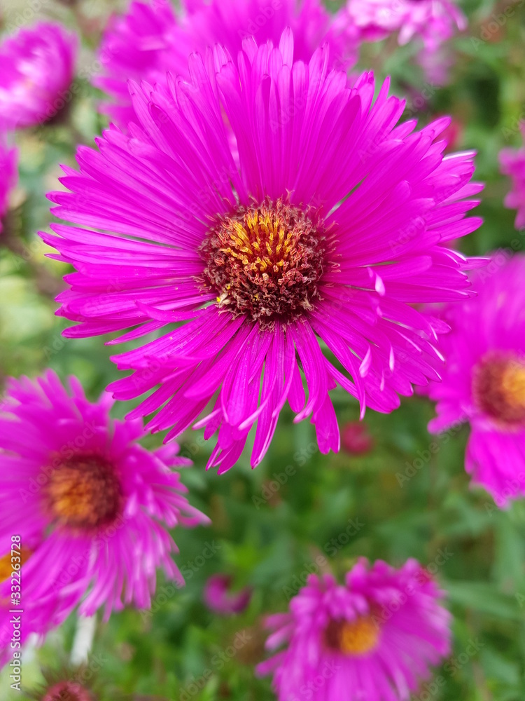 pink pink