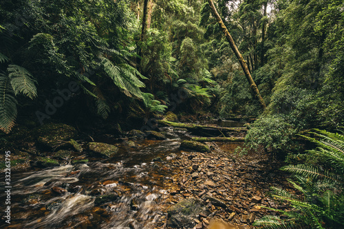 Fototapeta Naklejka Na Ścianę i Meble -  tasmanian jungle canopy floor with a running stream of water