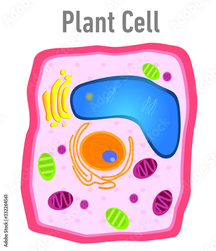 Diagram of plant cell illustration