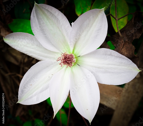 White Flower