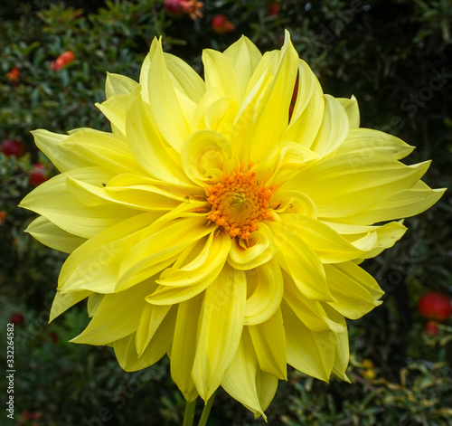 Yellow Dahlia