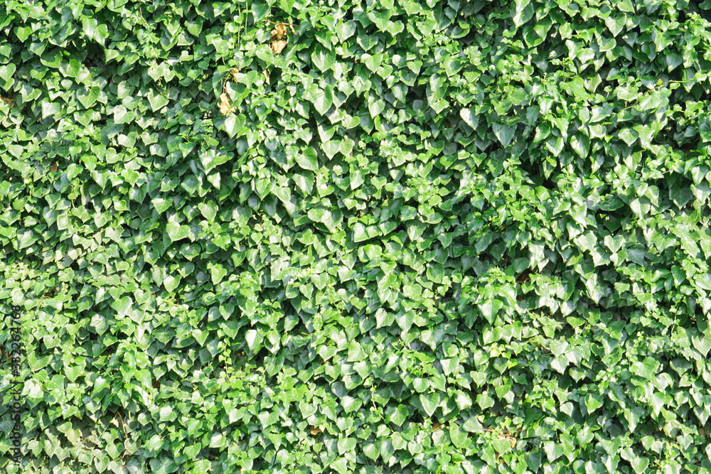 Green creeping ivy background Green creeping ivy background
