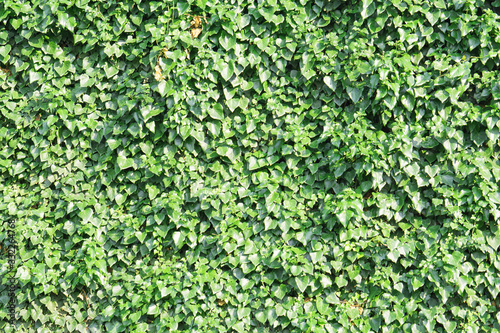 Green creeping ivy background © Red Frog Photo
