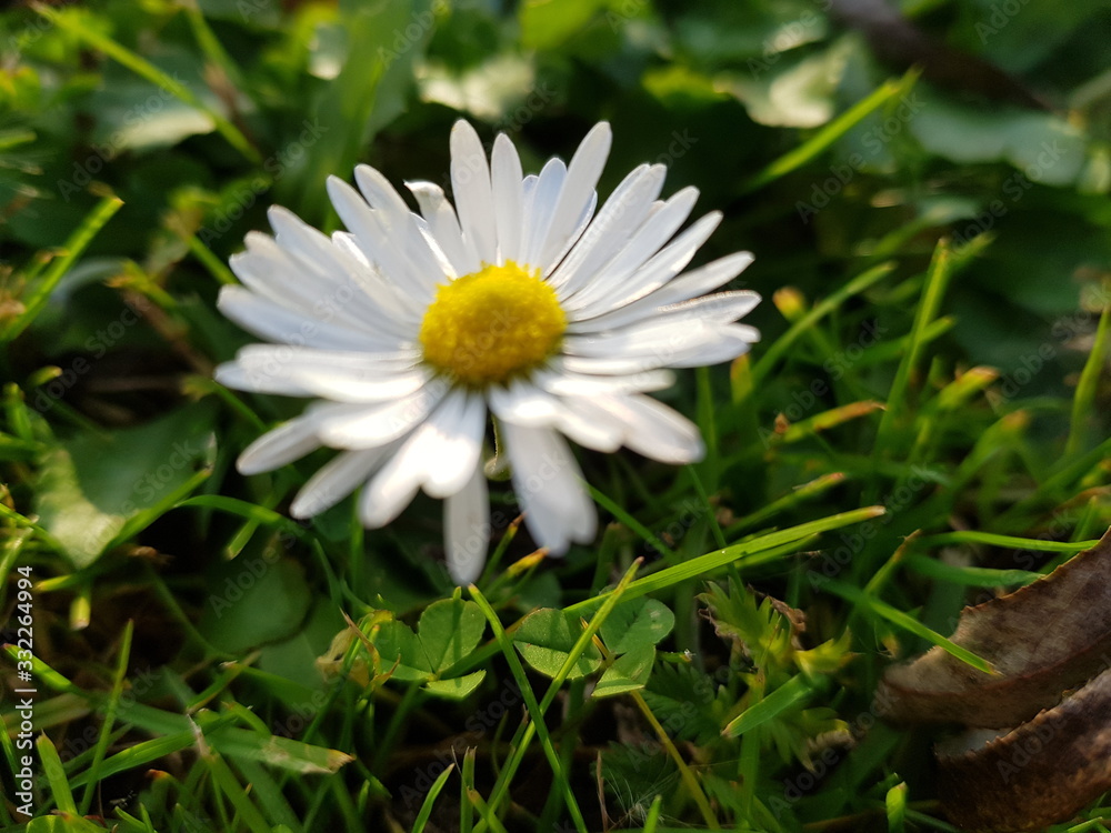 Obraz premium blümchen