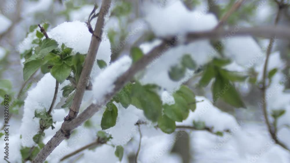 Green leaves, sprouts under spring snow in cloudy weather. Plant sprouts under the snow. Green leaves, sprouts under spring snow in cloudy weather. Plant sprouts under the snow.