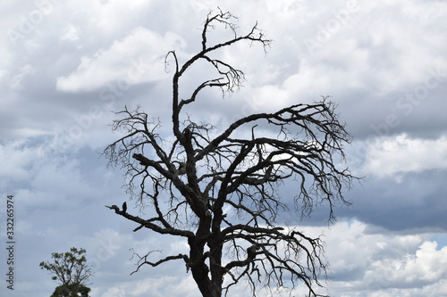 tree and sky