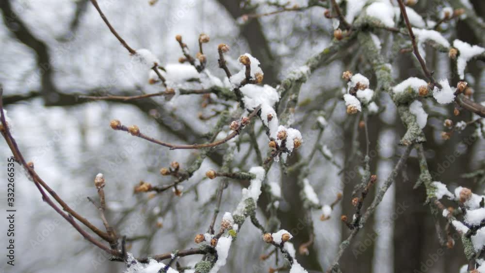 Buds on tree branches under snow on a spring frosty cloudy day. Buds on tree branches under snow on a spring frosty cloudy day.