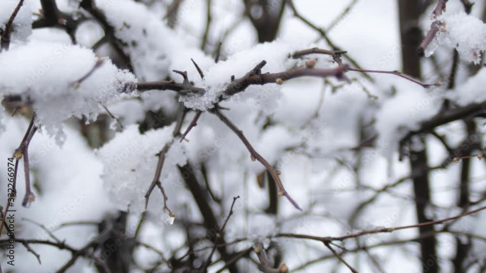 Tree branches under the snow on a spring cloudy day. Tree branches under the snow on a spring cloudy day.