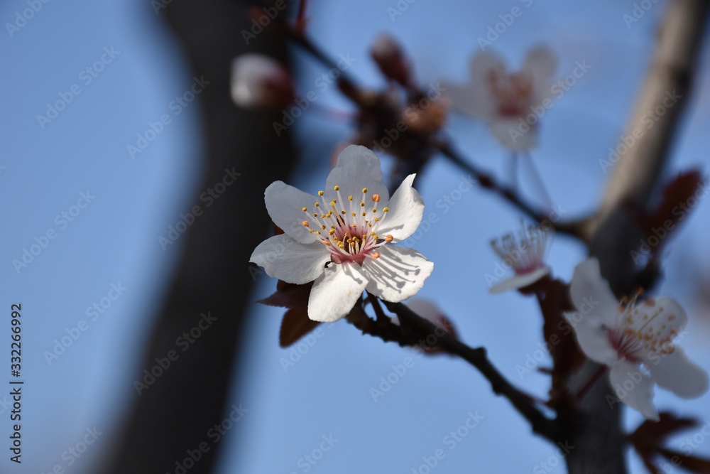 Leaf buds, flowers and flower buds on a branch of a cherry tree Leaf buds, flowers and flower buds on a branch of a cherry tree