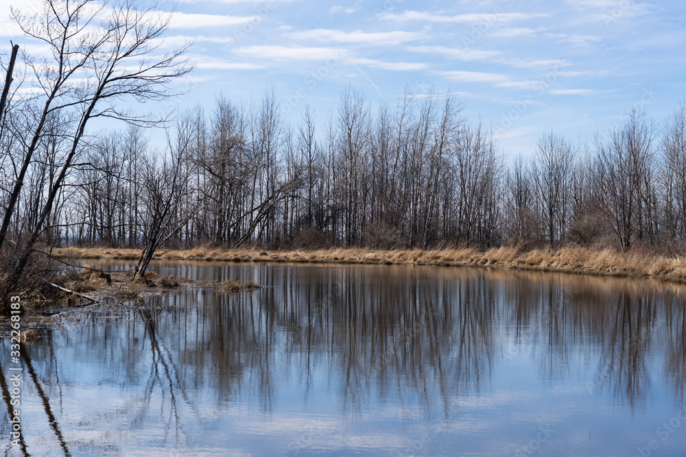 Trees reflected in pond