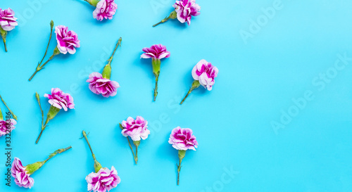 Carnation flower on blue background.