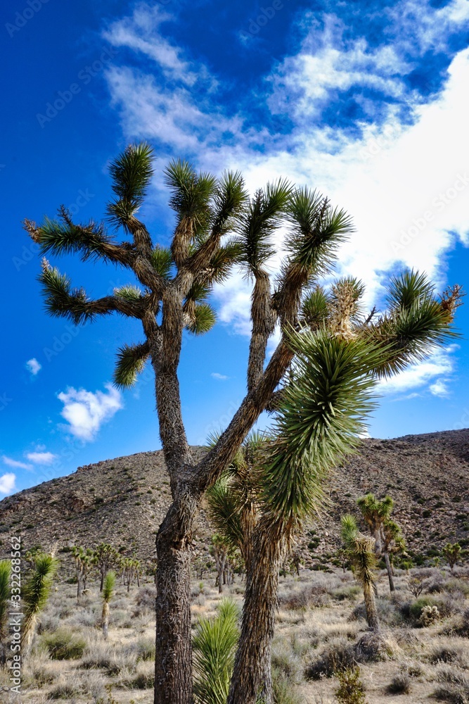 Photographs of Joshua Tree with different backdrops