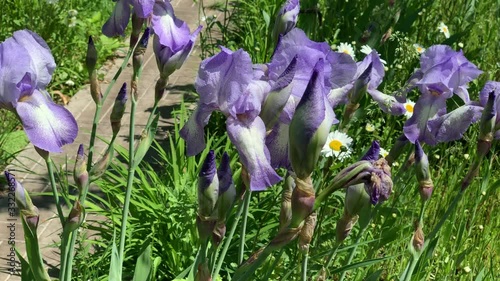 iris in the garden