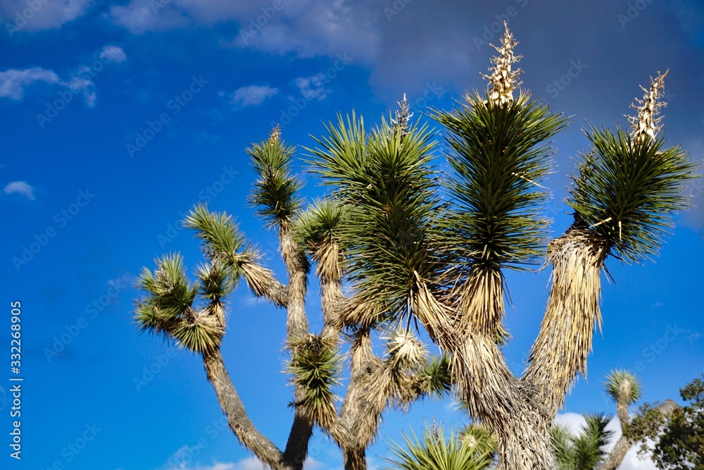 Photographs of Joshua Tree with different backdrops