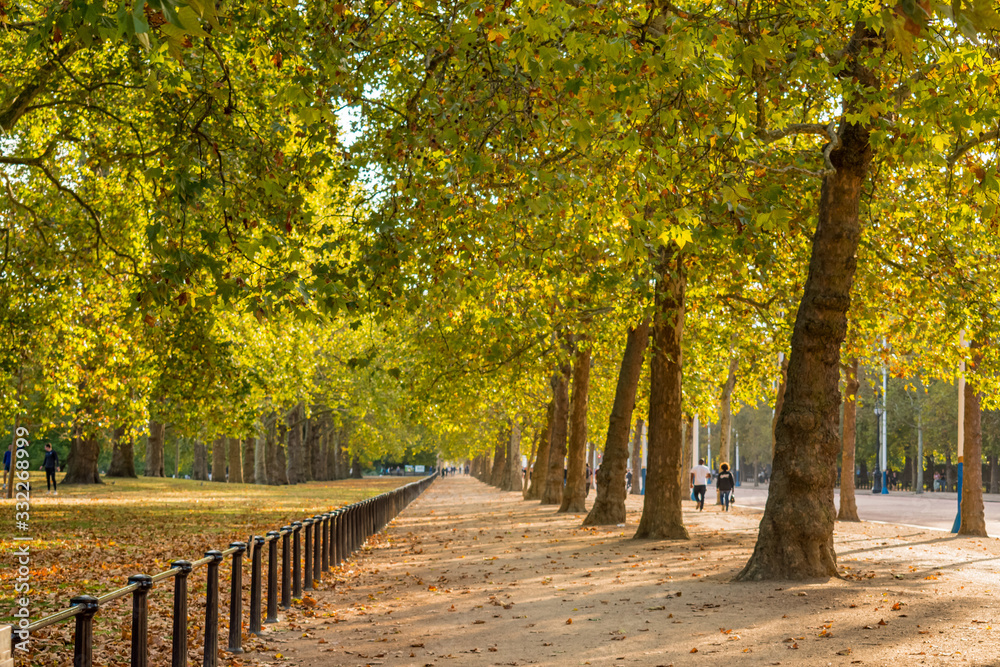 Naklejka premium The Green Passage