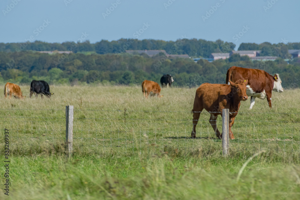 Cows on the Field