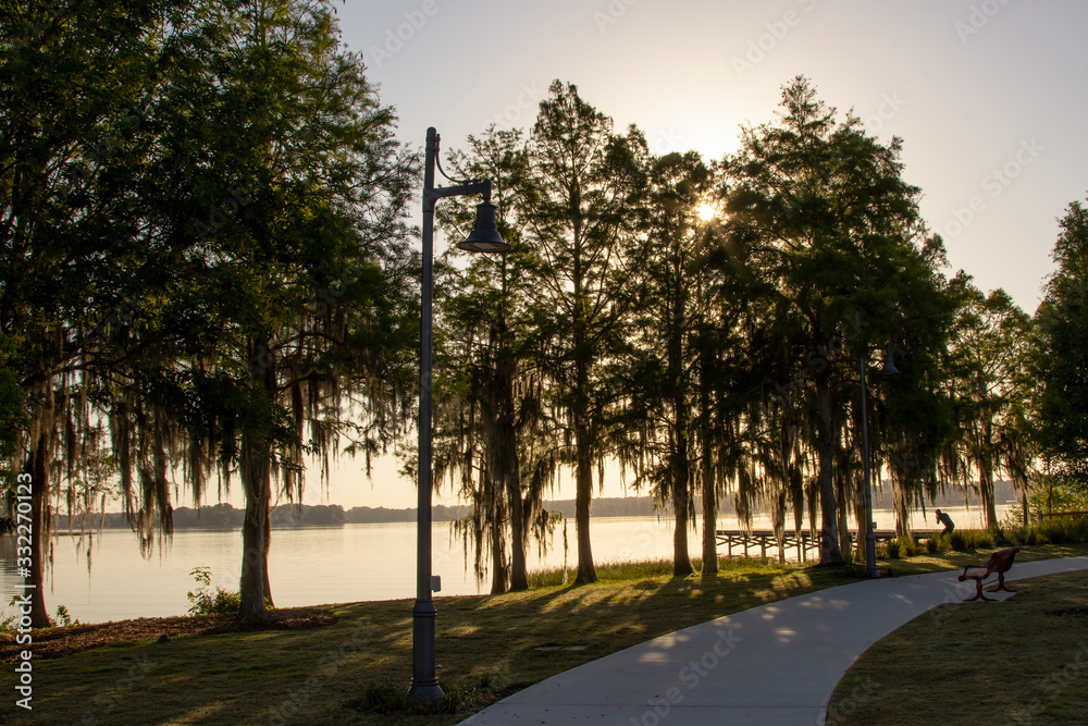 Cypress trees draped with Spanish Moss at sunrise Lake Henderson, Inverness, FL