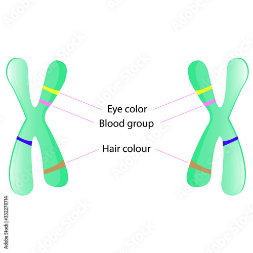 sections of the chromosome are separated into blood, eye color and hair color