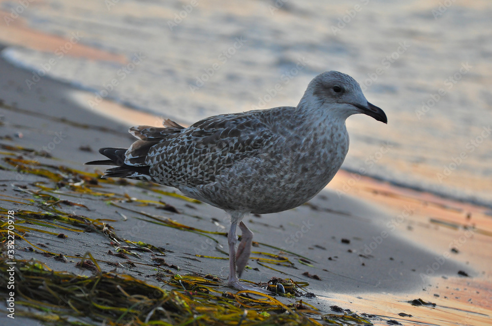 Fototapeta premium A seagull walking on the beach of Warnemünde, Rostock, at the Baltic sea, Germany 