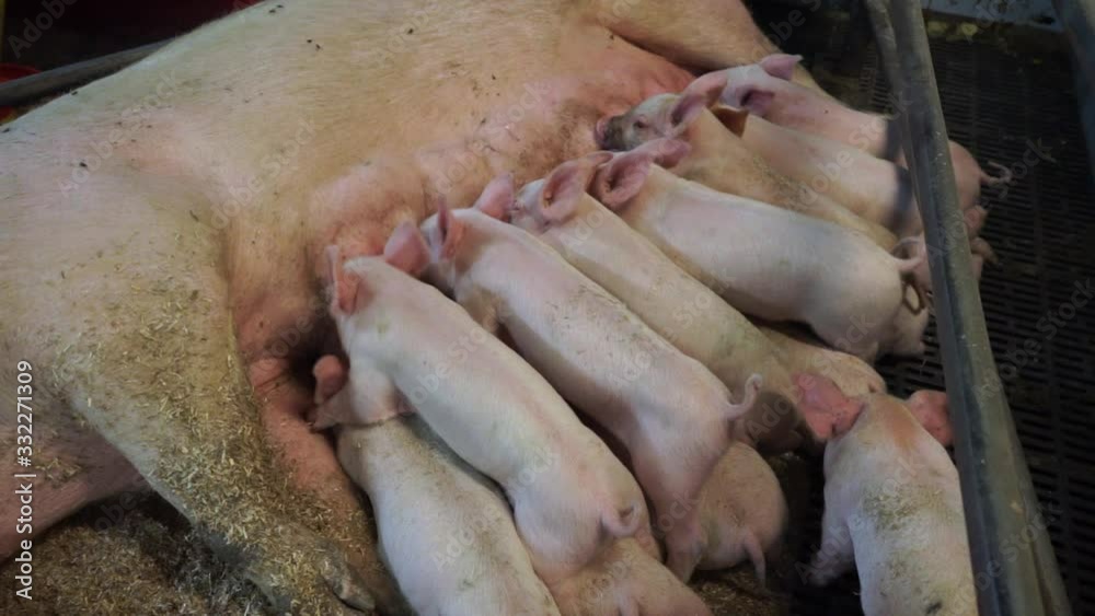 Big Piglets sucking sow puppets. Big Piglets sucking sow puppets.