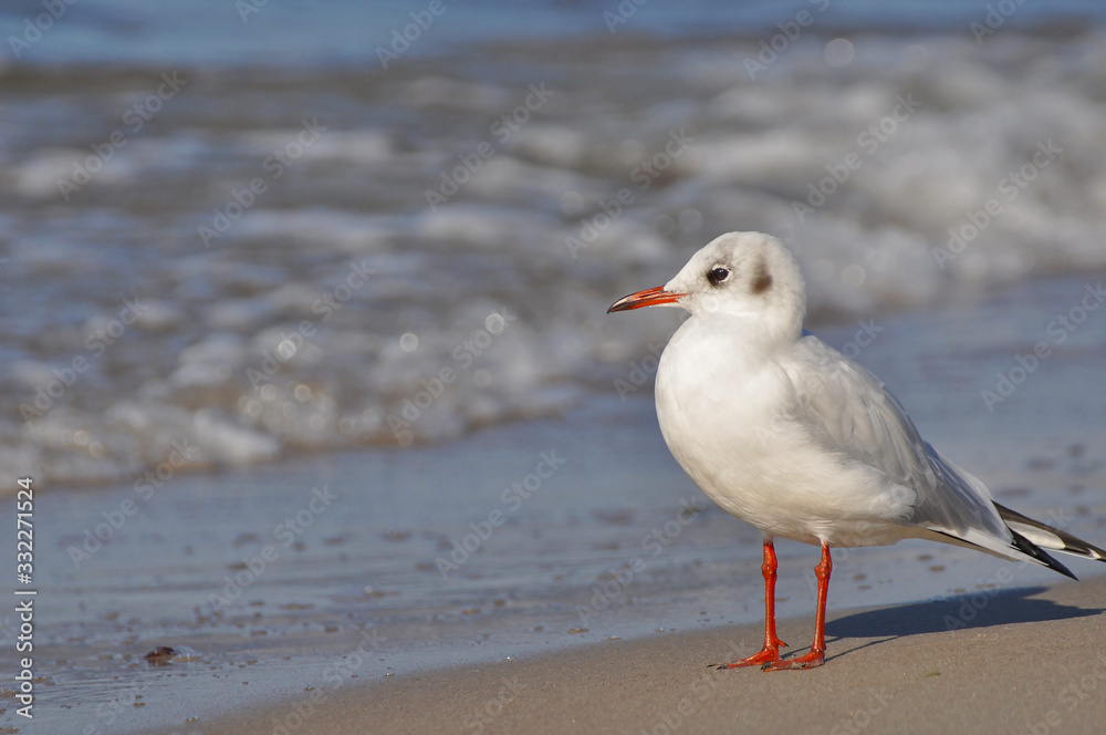 A seagull walking on the beach of Warnemünde, Rostock, at the Baltic sea, Germany A seagull walking on the beach of Warnemünde, Rostock, at the Baltic sea, Germany