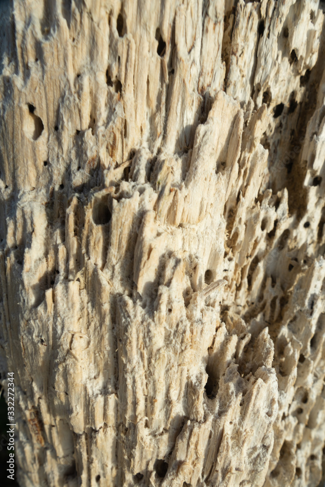 Obraz premium Graphic textures of stone, sand, coral, and wood