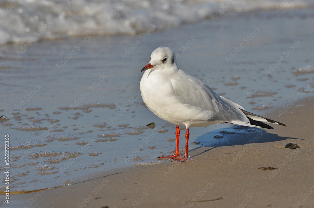 A seagull walking on the beach of Warnemünde, Rostock, at the Baltic sea, Germany 