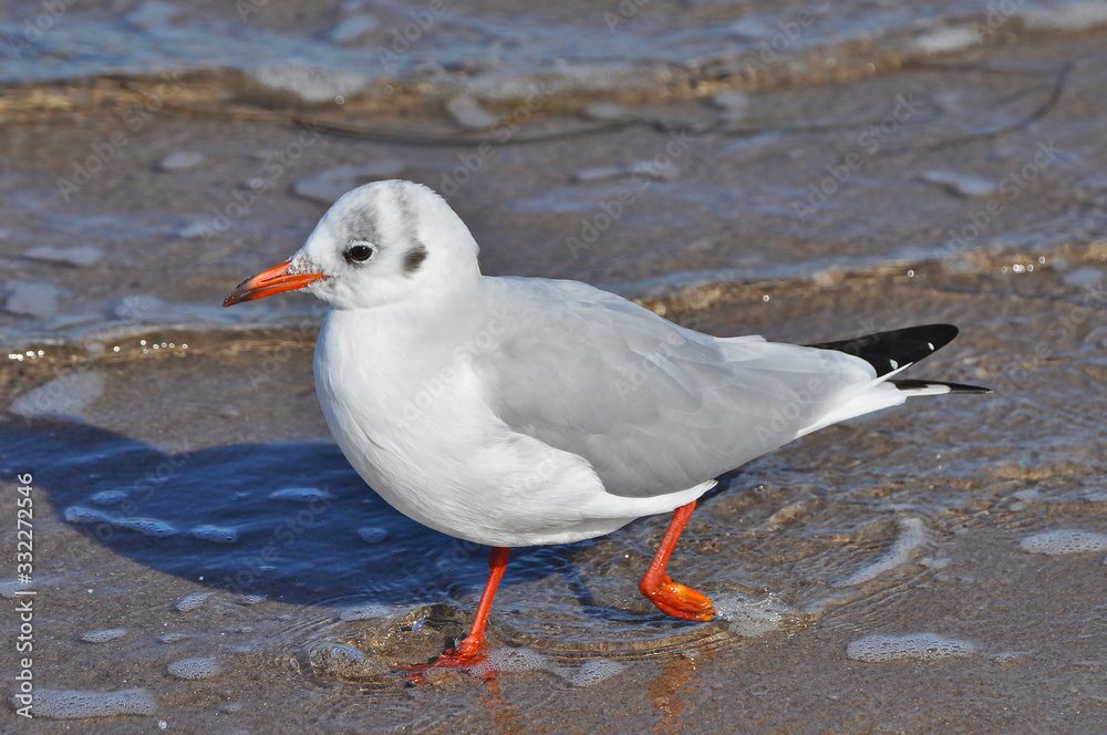A seagull walking on the beach of Warnemünde, Rostock, at the Baltic sea, Germany A seagull walking on the beach of Warnemünde, Rostock, at the Baltic sea, Germany
