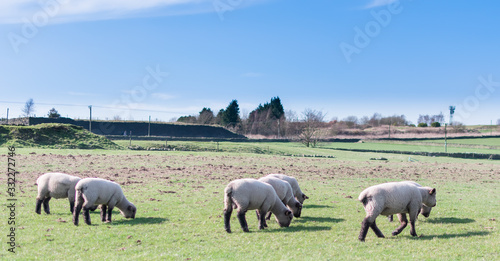 herd of sheep in a field © Steven Clough