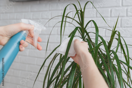 Woman sprays leaves of dracaena with water and wipes them. Concept of ultivating and take care of house plant photo