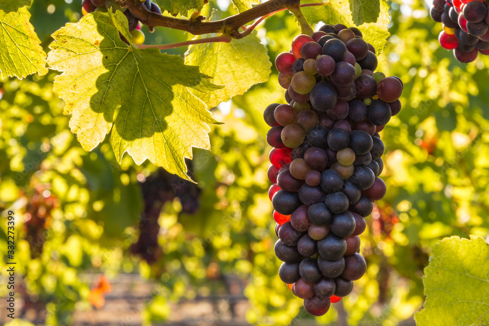 bunch of backlit Merlot grapes ripening on vine in organic vineyard