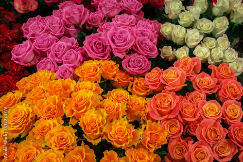 fresh colorful roses   lose-up. background of pink  white and yellow roses.