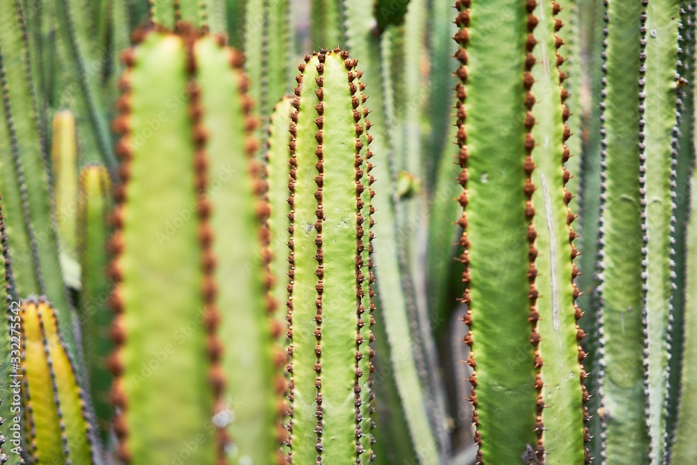 Close up of succulent green cactus at botanical garden