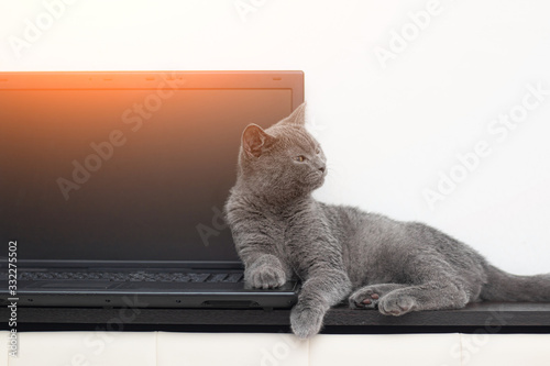 The cat is lying on the laptop . Working on a computer. Breed British. Concept of Studio shooting for articles and ads about the leisure of Pets.