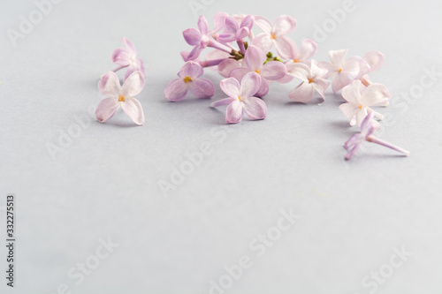 Beautiful spring natural lilac grey background. Selective focus