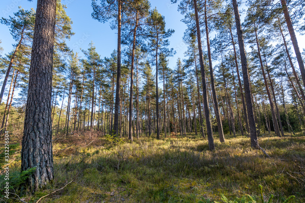 Forest with lots of oak trees during sunset Forest with lots of oak trees during sunset