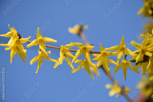 Tiny yellow spring flowers on a thin twig