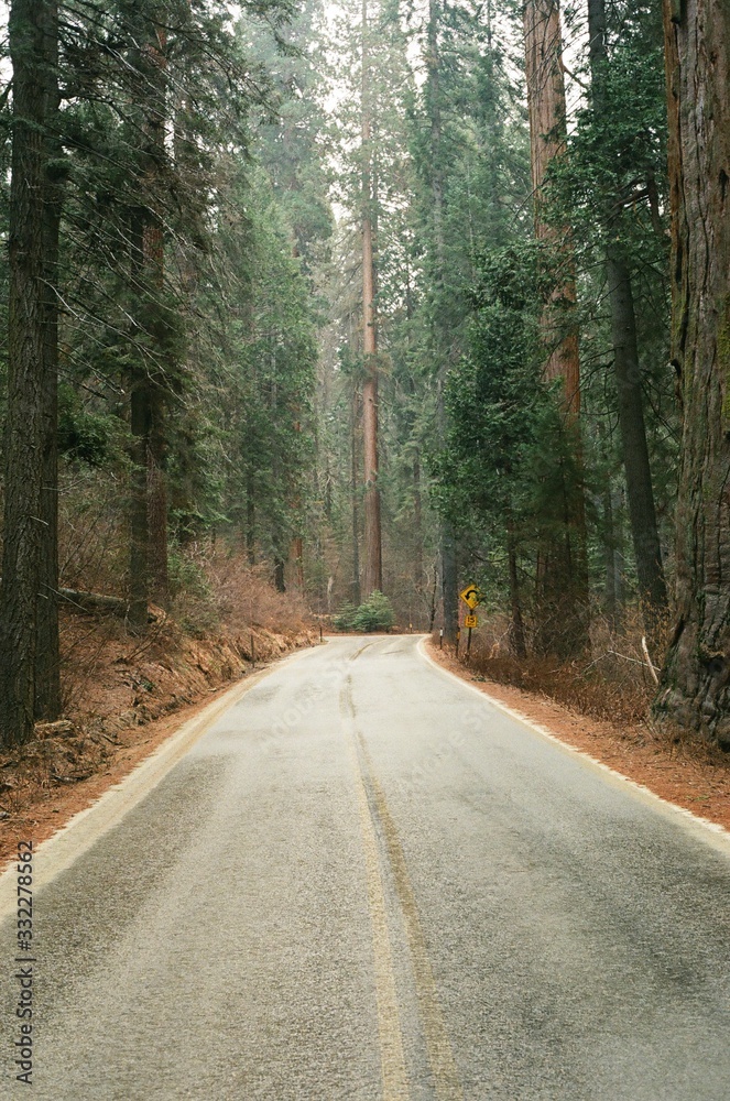 Fototapeta premium sequoia