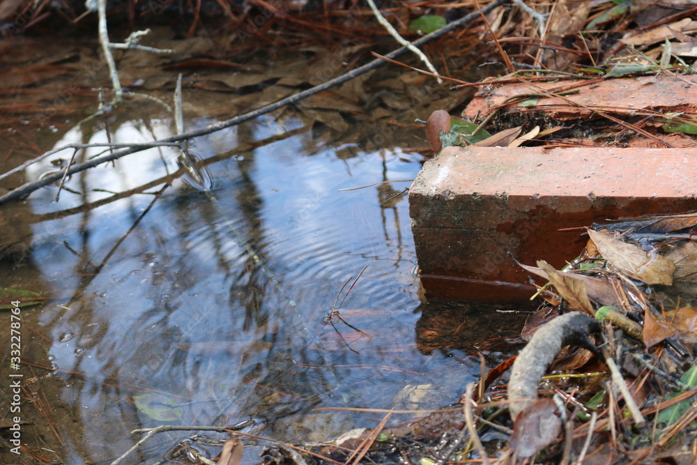 Obraz premium river in the forest