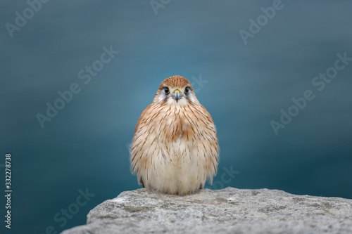 Nankeen Kestrel by the sea, Sydney, Australia photo