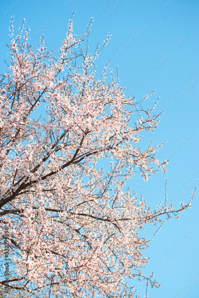 branches of a blossoming tree on a background of blue sky