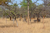 Zebras, grazing, at the conservation park of Lilayi Lodge, not far from Lusaka, in Zambia. 
