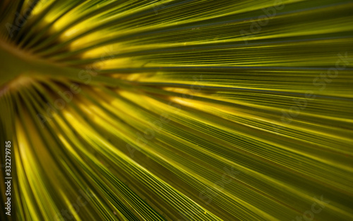 texture of green palm leaf up to the light close-up, fragment of a palm branch