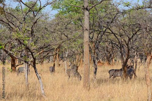 Zebras  grazing  at the conservation park of Lilayi Lodge  not far from Lusaka  in Zambia. 