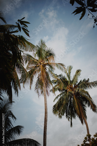 Palm tree before sunset in Sri Lanka