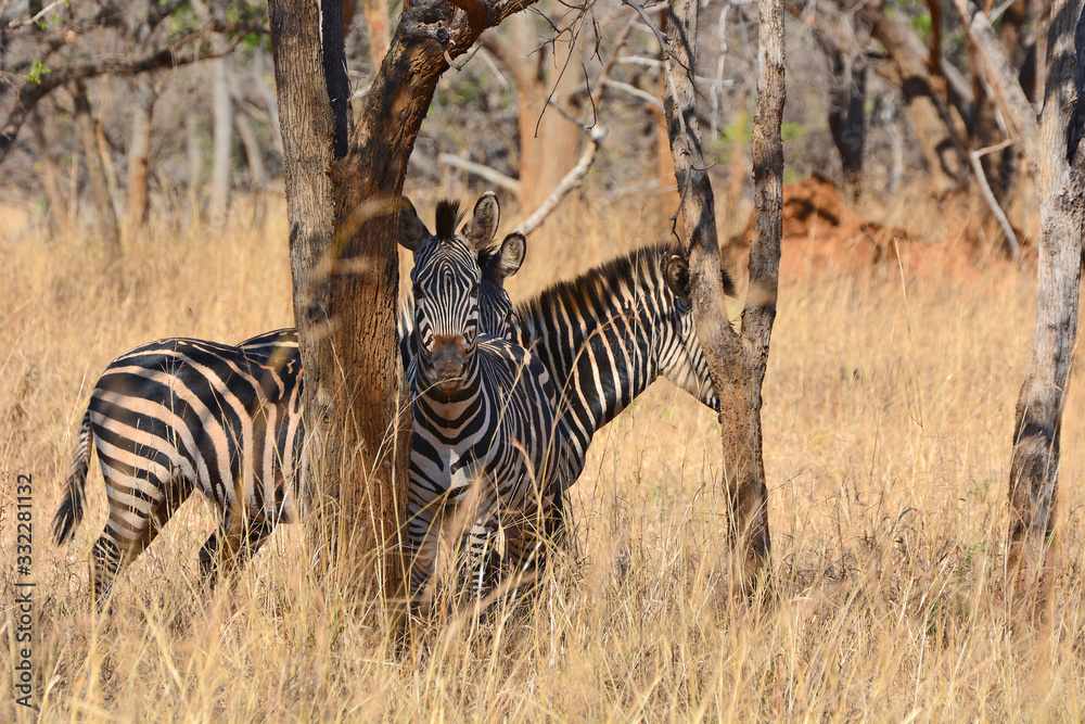 Zebras, grazing, at the conservation park of Lilayi Lodge, not far from  Lusaka, in Zambia. Stock Photo | Adobe Stock