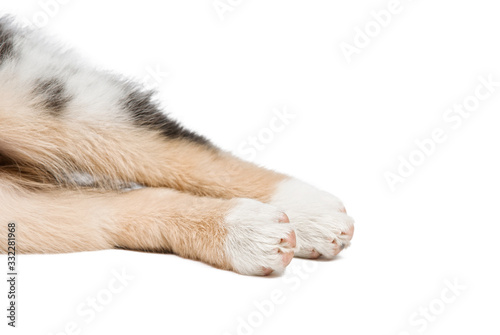 Fotografie, Tablou funny and cute hind legs Aussie breed puppy lying on the floor, isolated background