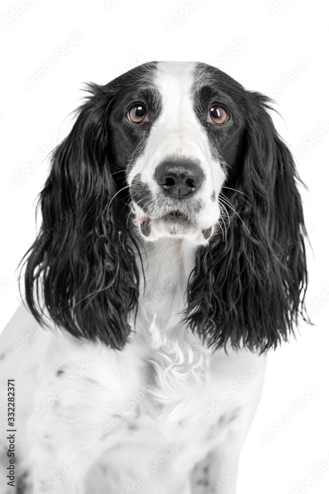 Portrait of a cocker spaniel dog. The coat is spotty and black and white. Background is isolated. Portrait of a cocker spaniel dog. The coat is spotty and black and white. Background is isolated.