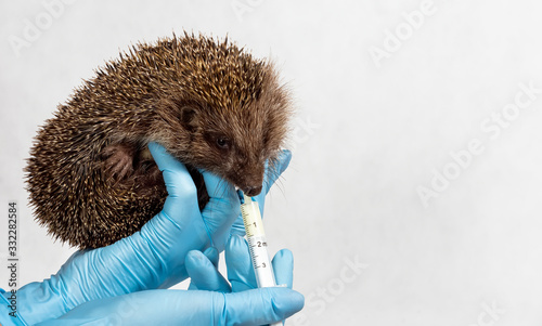 Konstfotografi Hedgehog in the hands of the Vaterinar